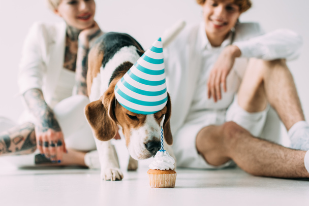 selective focus of cute beagle dog eating cupcake near man and woman on grey background - Valokuva, kuva
