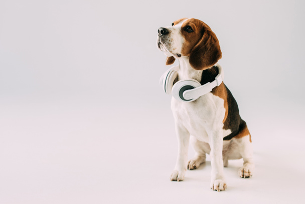 schattig beagle hond zit in de koptelefoon geïsoleerd op grijs - Foto, afbeelding