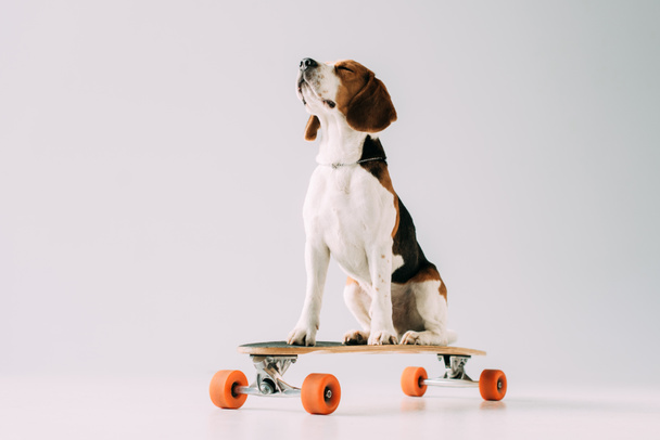 lindo perro beagle sentado en monopatín sobre fondo gris
 - Foto, imagen