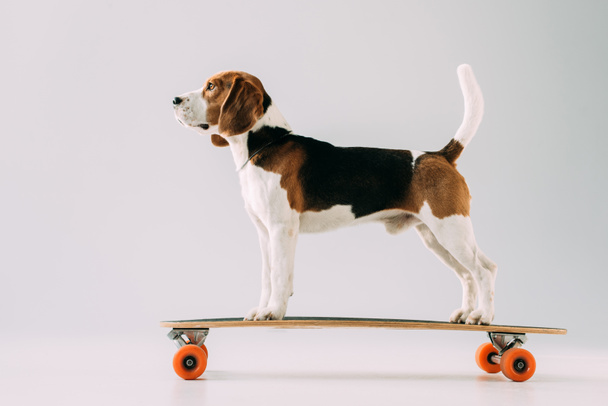 adorable beagle dog riding skateboard on grey background - Foto, afbeelding