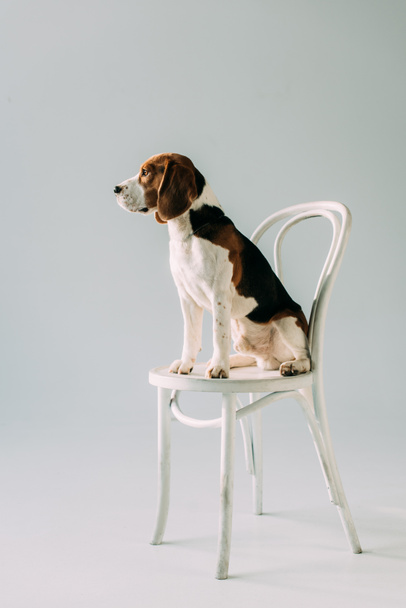 cute beagle dog sitting on white chair on grey background - Foto, afbeelding