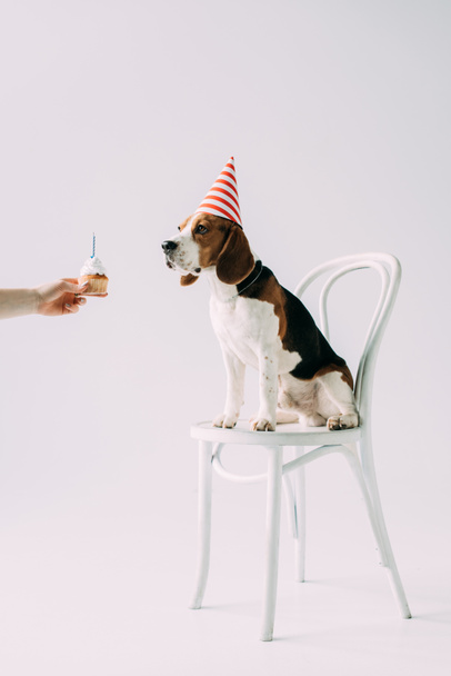 cropped view of woman holding sweet cupcake near beagle dog sitting on chair on grey background - Fotoğraf, Görsel