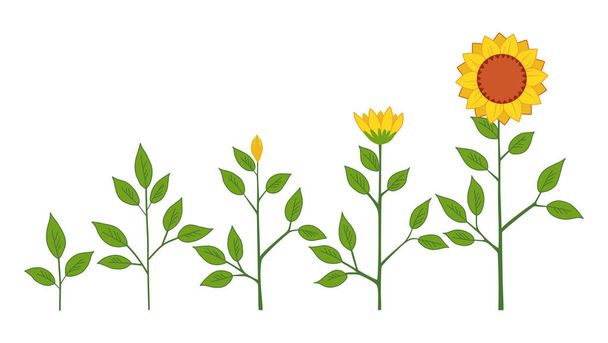 Roślina słonecznik wektor wzrost etapy koncepcja, symbole streszczenie kwiat na białym tle. Słonecznik cyklu życia. Płaski. - Wektor, obraz