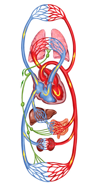 Flusso sanguigno umano - commissione didattica di anatomia di sistema sanguigno di circolazione umana, sangue e sistema cardiovascolare
 - Foto, immagini