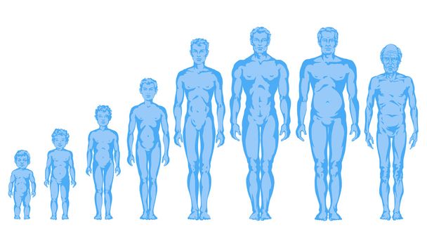 Aumentare le forme del corpo maschile, proporzioni di uomo, bambino, adolescente, vecchio, sviluppo del corpo maschile - corpo pieno
 - Foto, immagini