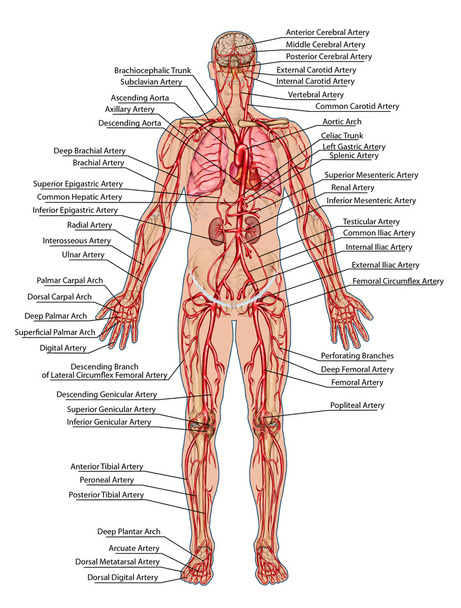 menschliches Blut - didaktische Anatomie des Blutsystems des menschlichen Kreislaufs sanguine, kardiovaskuläre, vaskuläre und arterielle System - Foto, Bild