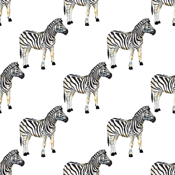 Seamless pattern with zebra - Фото, изображение