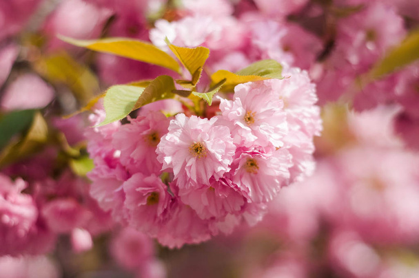 Sakura kis virágot közelről tavasszal virágzó. Szépség jellege rózsaszín tavaszi cherry blossom Uzhgorod, Ukrajna. Absztrakt Sakura háttér. - Fotó, kép