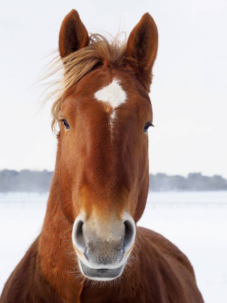 Un tiro en la cabeza de una raza rara Suffolk Punch caballo en un invierno nevado
. - Foto, imagen