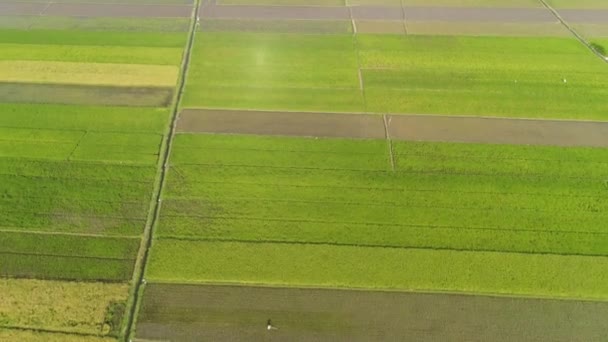 Rýžové pole a zemědělská půda v Indonésii - Záběry, video