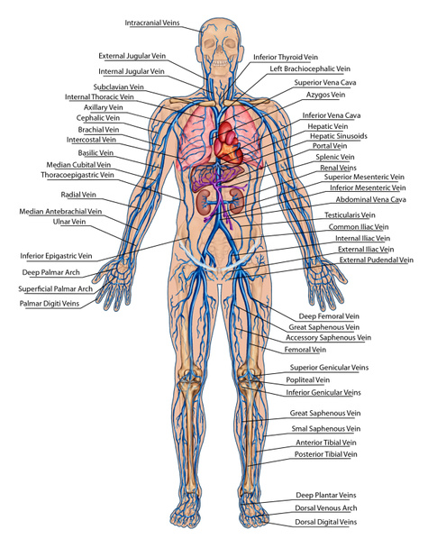 Corrente sanguínea humana - conselho didático de anatomia do sistema sanguíneo de circulação humana sistema sanguíneo, cardiovascular, vascular e venoso
 - Foto, Imagem