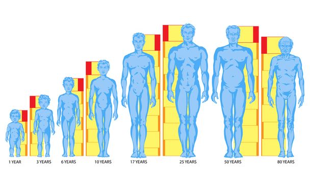 Increasing male body shapes, proportions of man, child, adolescent, old, male body development - full body - Photo, Image