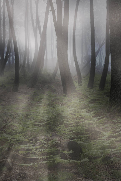 太陽光線の Mysteriouis 霧の森 - 写真・画像