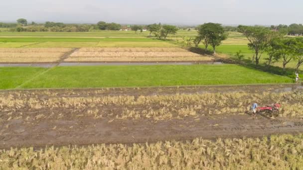 viljelijä, joka työskentelee riisiviljelmillä vetotraktorilla. antenni näkymä paddy viljelijä valmistelee maa istutus riisiä. maatalousmaa, jolla viljellään maatalouskasveja maaseudulla Java Indonesia
 - Materiaali, video