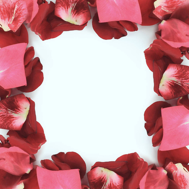 greeting picture frame with multicolored rose petals - 写真・画像