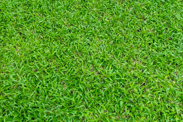 Groene gras textuur voor achtergrond. Groene gazon patroon en textuur achtergrond. Voorgrond beeld. - Foto, afbeelding