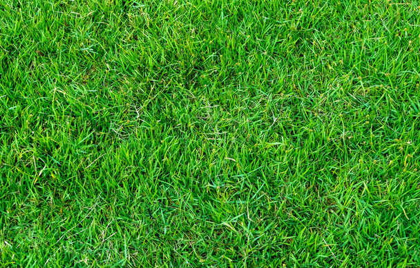 Zielona konsystencja trawy na tło. Zielony wzór trawnika i tło tekstury. Obraz z bliska. - Zdjęcie, obraz