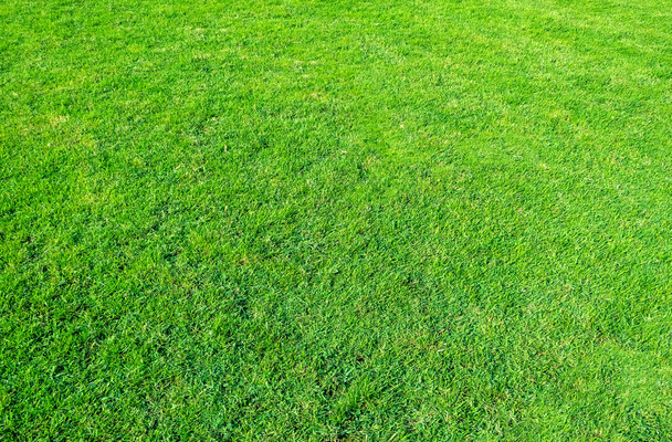 Background of green grass field. Green grass pattern and texture. Green lawn background.  - Photo, Image
