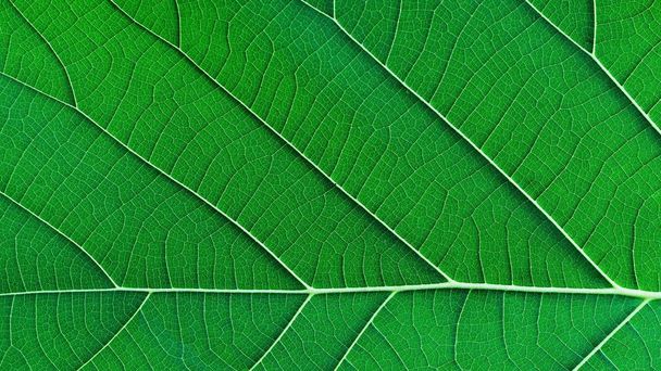Rijke groene rand licht blad textuur zien door symmetrie ader structuur, prachtige natuur textuur achtergrond concept, kopiëren ruimte, 16:9 - Foto, afbeelding