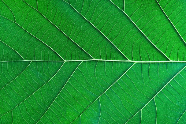 Rich green rim light leaf texture see through symmetry vein structure, beautiful nature texture background concept, copy space - Photo, Image