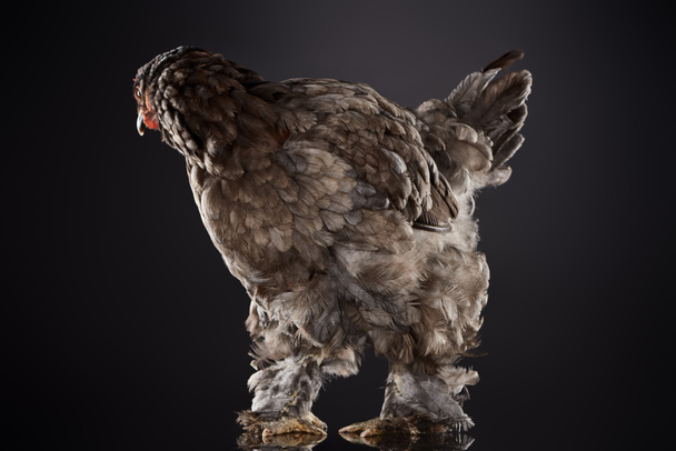 gallina de pura raza con plumas marrones de pie sobre gris oscuro
 - Foto, Imagen