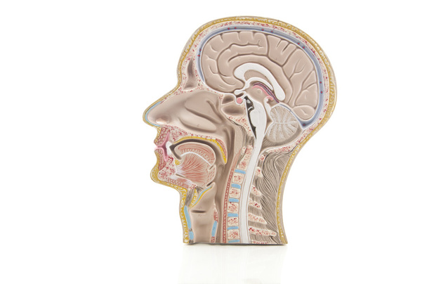 anatomía de la cabeza y el cuello humanos como espejo reflejan
 - Foto, Imagen