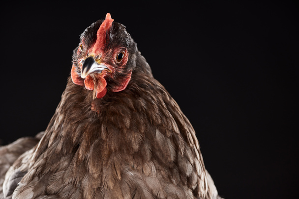 Close up van rasechte kip geïsoleerd op zwart - Foto, afbeelding