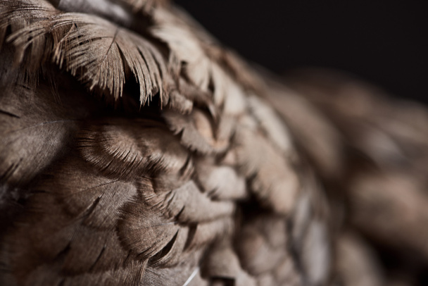 cerca de la textura de plumas de pollo marrón aisladas en negro
 - Foto, Imagen