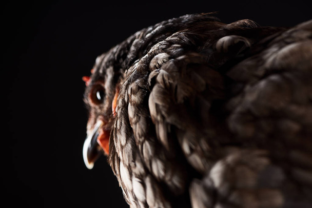 selective focus of brown hen isolated on black - Zdjęcie, obraz