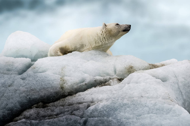 シロクマ、北の北極のプレデター。自然の生息地でシロクマ. - 写真・画像