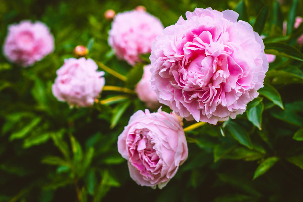 Peony Flowers in Bloom in a Garden in Scotland - Photo, image