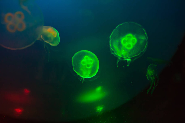 Piękny kolorowy meduzy w akwarium. Aurelia uszata. - Zdjęcie, obraz