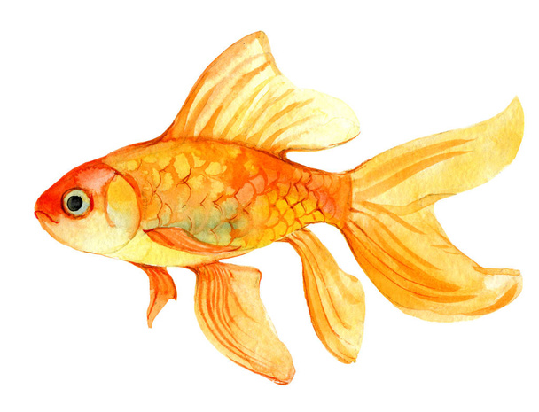 Gold fish isolated on white background, watercolor illustration - Photo, Image