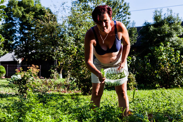 Front view of a woman looking seriously while holding a basket full of beans. Harvesting the crops produce in the garden. Cultivating the soil for planting. Backyard farming ideas. - Photo, Image