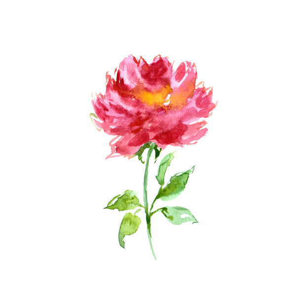 Rose.  Spring flower. Floral greeting card. - Photo, Image