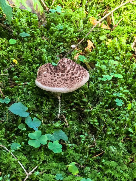 Hochwinkelblick auf einen Pilz im Feld - Foto, immagini