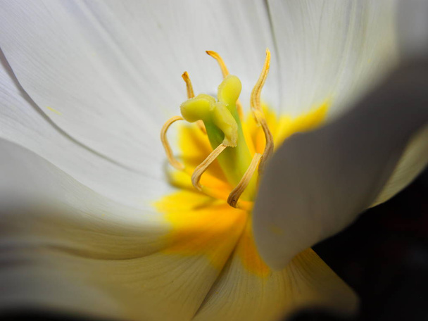Flowers in macro photography - Photo, Image