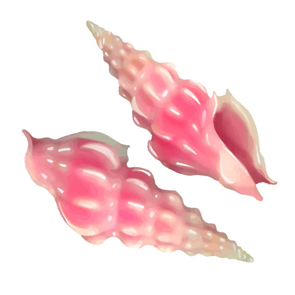 Rózsaszín tengeri kagylókból halmaza. Vektoros illusztráció. A tenger. Víz alatti lila élet. rózsaszín sün. Puhatestű. -Vektor-illusztráció - Vektor, kép