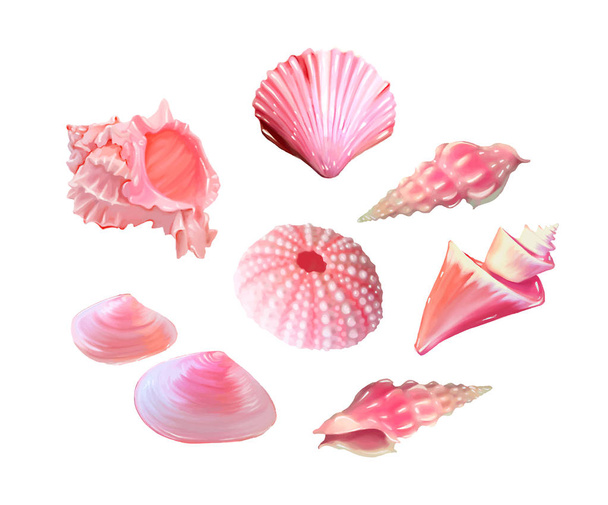 set of Pink seashells. Vector illustration. Under the sea. Underwater purple life. pink urchin. Mollusc. - Vector illustration - Vector, Image
