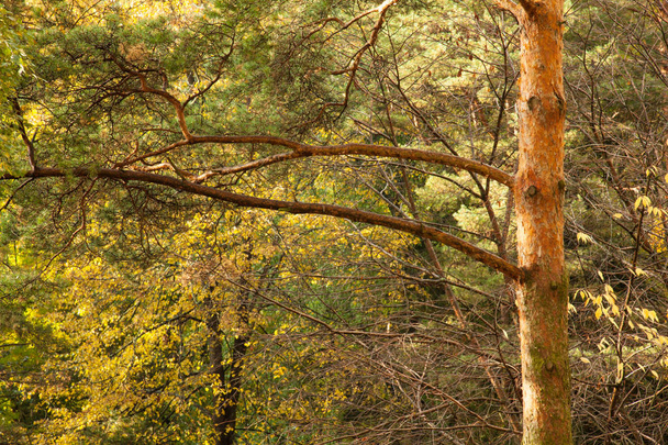 Closeup of trees in a city park - early autumn landscape - Foto, afbeelding