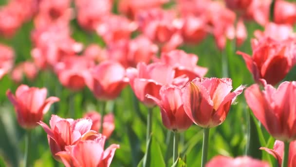 Květinový záhon z růžové tulipány v jarní - Záběry, video