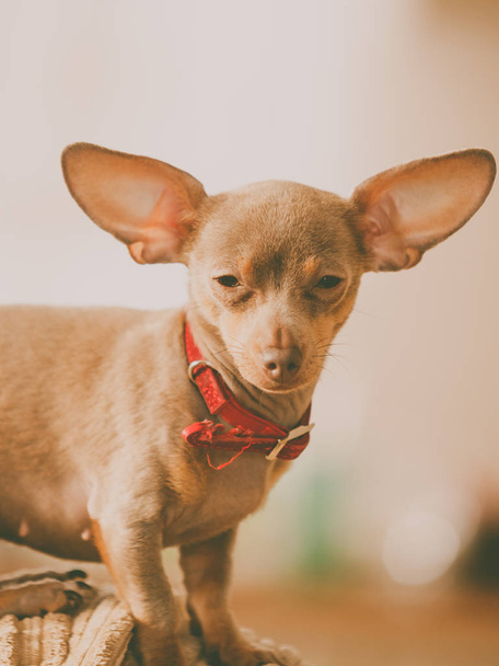 Kleine pinscher ratter prazsky krysarik rasechte kleine hond zitten ontspannen en chillen op de bank bank indoor. - Foto, afbeelding