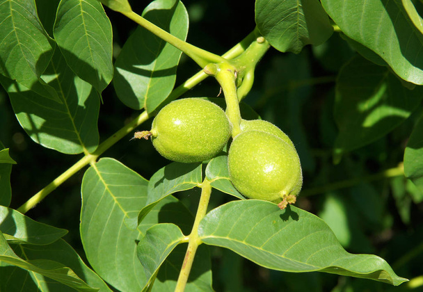 Fresh young fruits of walnut in the spring - Photo, Image