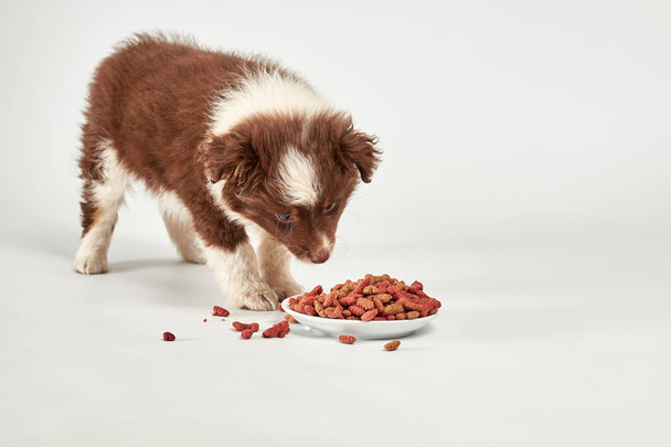 Red curly puppy eating a tasty dog food on white background - Foto, immagini