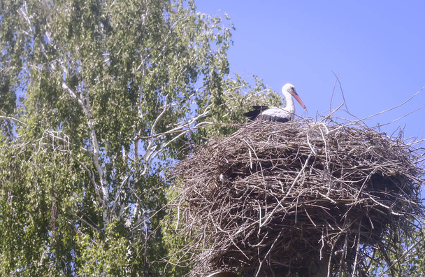 In een groot nest van twijgen in de buurt van de berken zit boom ooievaar. - Foto, afbeelding