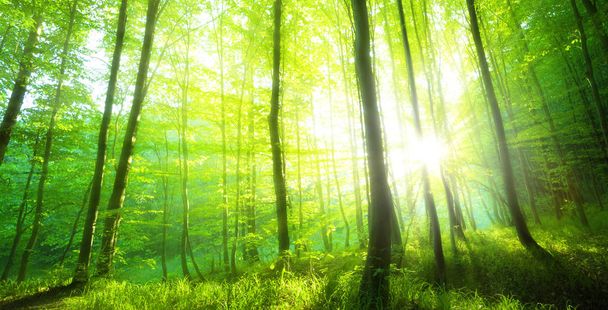 Luce del sole nella foresta verde, primavera - Foto, immagini