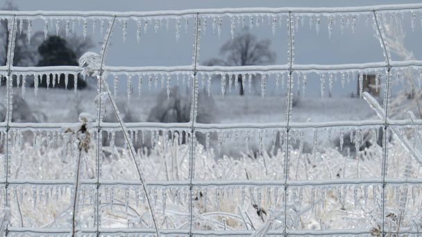 Lód na ogrodzeniem z drutu w zimie - Zdjęcie, obraz