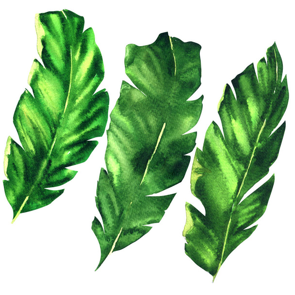 Três folhas de banana tropicais, folha de palma exótica, planta de folhagem botânica verde, ilustração aquarela desenhada à mão sobre branco
 - Foto, Imagem