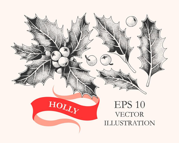 Vector set of holly leaves and berries - ベクター画像