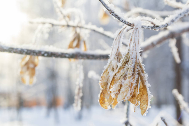 Maple branch in winter frost - Fotografie, Obrázek
